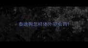 泰迪狗怎样体外驱虫药