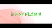锦州641附近金毛