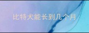 比特犬能长到几个月