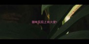 猫咪屁屁上有大便