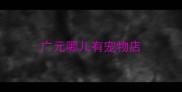 广元哪儿有宠物店