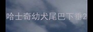 哈士奇幼犬尾巴下垂