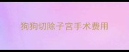 狗狗切除子宫手术费用