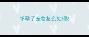 怀孕了宠物怎么处理