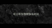 哈士奇生理期多长时间