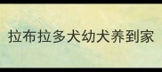 拉布拉多犬幼犬养到家
