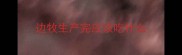 边牧生产完应该吃什么