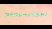 拉布拉多长大有多长