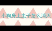 小狗身上虫子怎么消灭