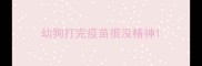 幼狗打完疫苗很没精神