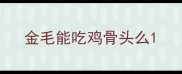 金毛能吃鸡骨头么