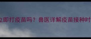 小狗感冒后能立即打疫苗吗兽医详解疫苗接种时间与注意事项