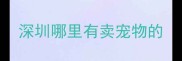 深圳哪里有卖宠物的
