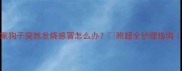 救命我家狗子突然发烧感冒怎么办附超全护理指南新手必看