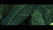 拉布拉多眼睛什么颜色