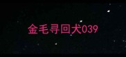 金毛寻回犬039