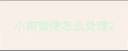 小狗粪便怎么处理