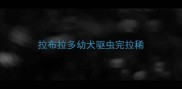 拉布拉多幼犬驱虫完拉稀