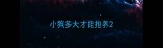 小狗多大才能抱养