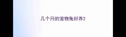 几个月的宠物兔好养