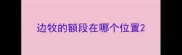 边牧的额段在哪个位置