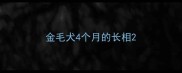 金毛犬4个月的长相