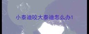 小泰迪咬大泰迪怎么办