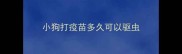 小狗打疫苗多久可以驱虫
