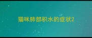 猫咪肺部积水的症状
