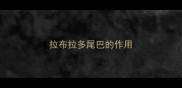 拉布拉多尾巴的作用