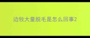 边牧大量脱毛是怎么回事