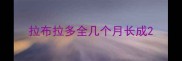 拉布拉多全几个月长成