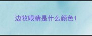 边牧眼睛是什么颜色