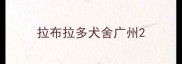 拉布拉多犬舍广州