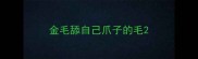 金毛舔自己爪子的毛