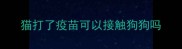 猫打了疫苗可以接触狗狗吗