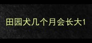 田园犬几个月会长大
