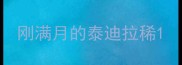 刚满月的泰迪拉稀