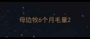 母边牧6个月毛量
