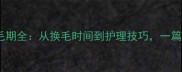 边牧换毛期全从换毛时间到护理技巧一篇搞定