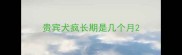贵宾犬疯长期是几个月