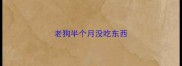 老狗半个月没吃东西