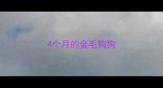 4个月的金毛狗狗