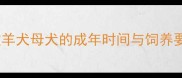 边境牧羊犬母犬的成年时间与饲养要点全