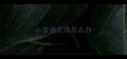 小泰迪发烧怎么办