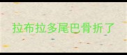 拉布拉多尾巴骨折了