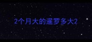 2个月大的暹罗多大