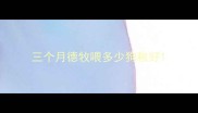 三个月德牧喂多少狗粮好