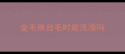 金毛换台毛时能洗澡吗