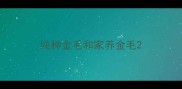 纯种金毛和家养金毛